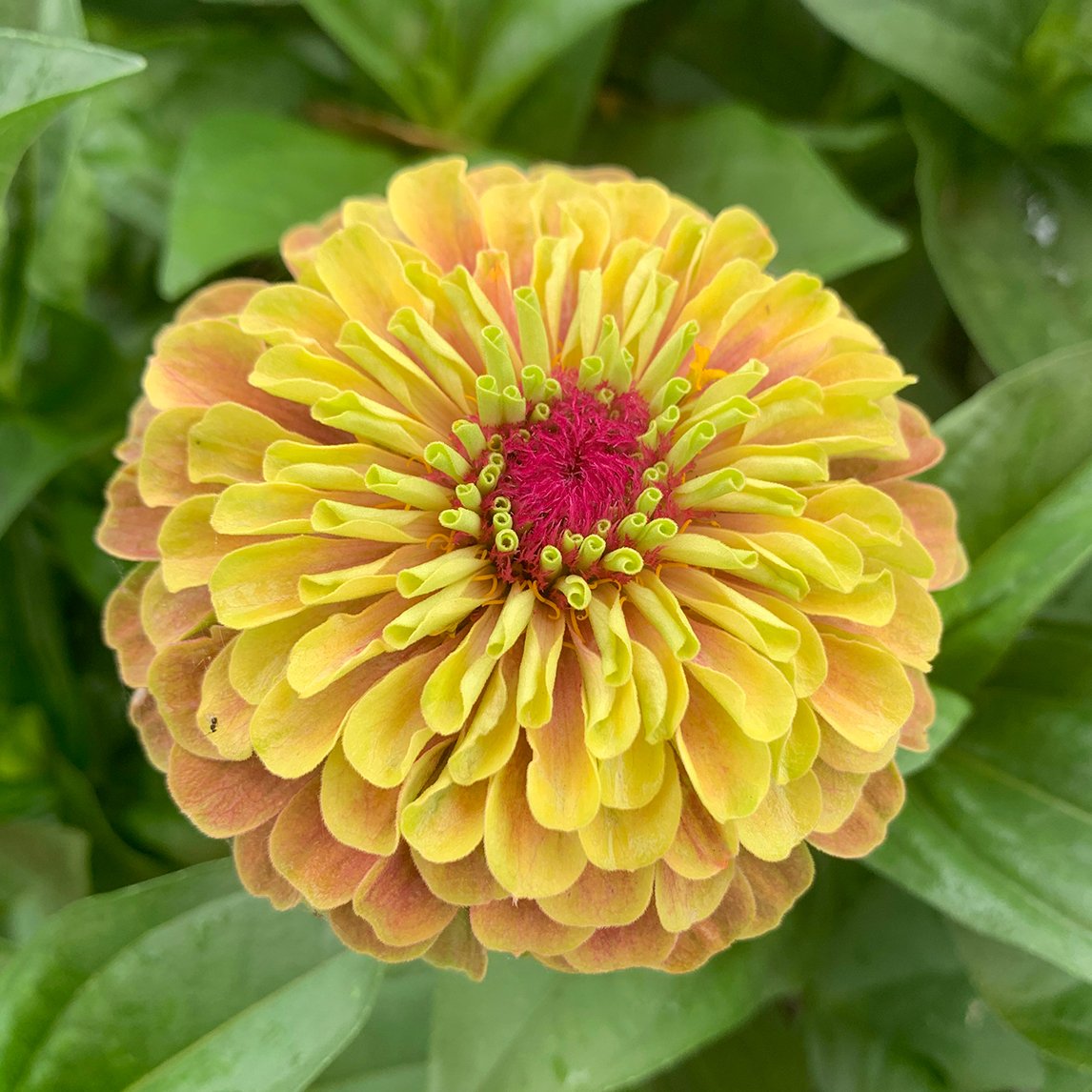 Zinnia ‘Queen Lime Blush’