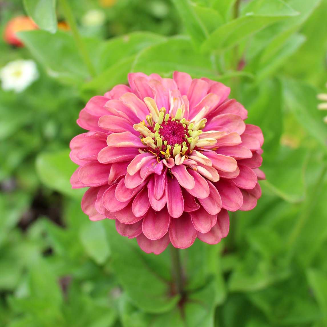 Zinnia 'Queen Red Lime'