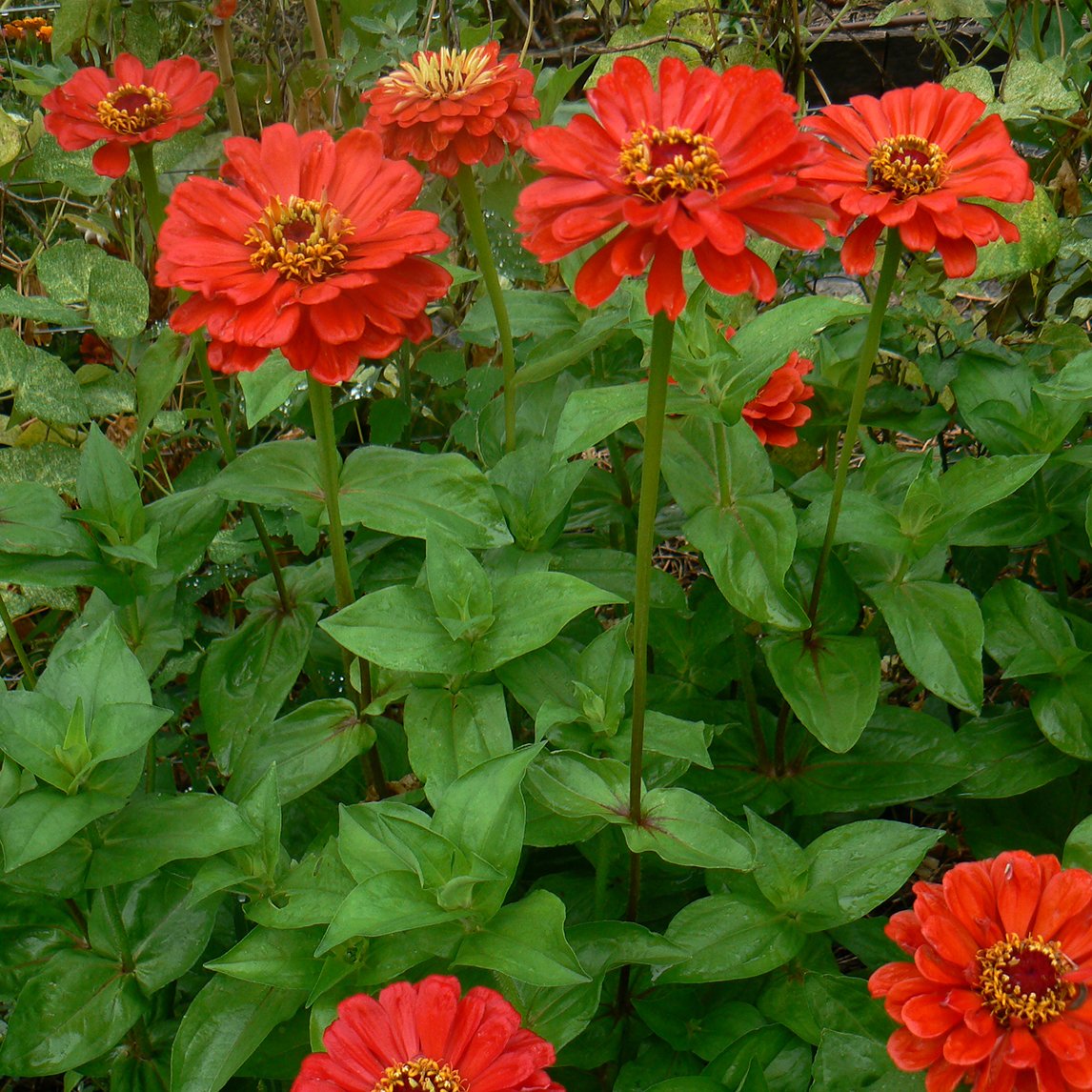 Zinnia 'Red Beauty' (Organic)