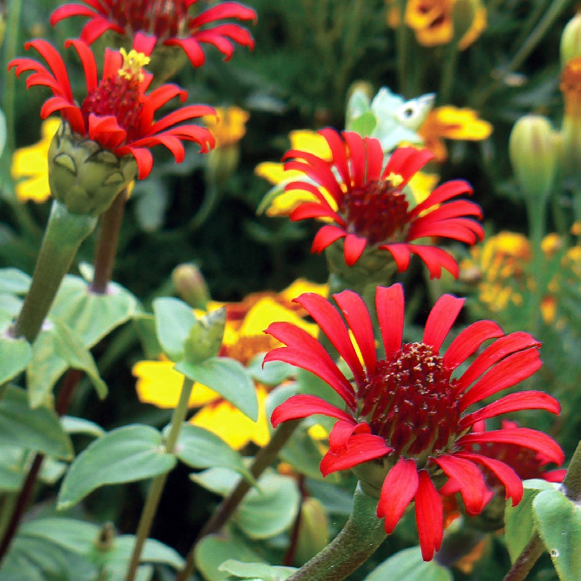 Zinnia &#39;Red Spider&#39;