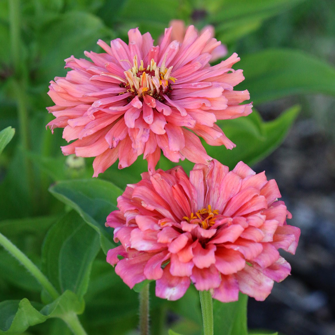 Zinnia &#39;Salmon Rose&#39;