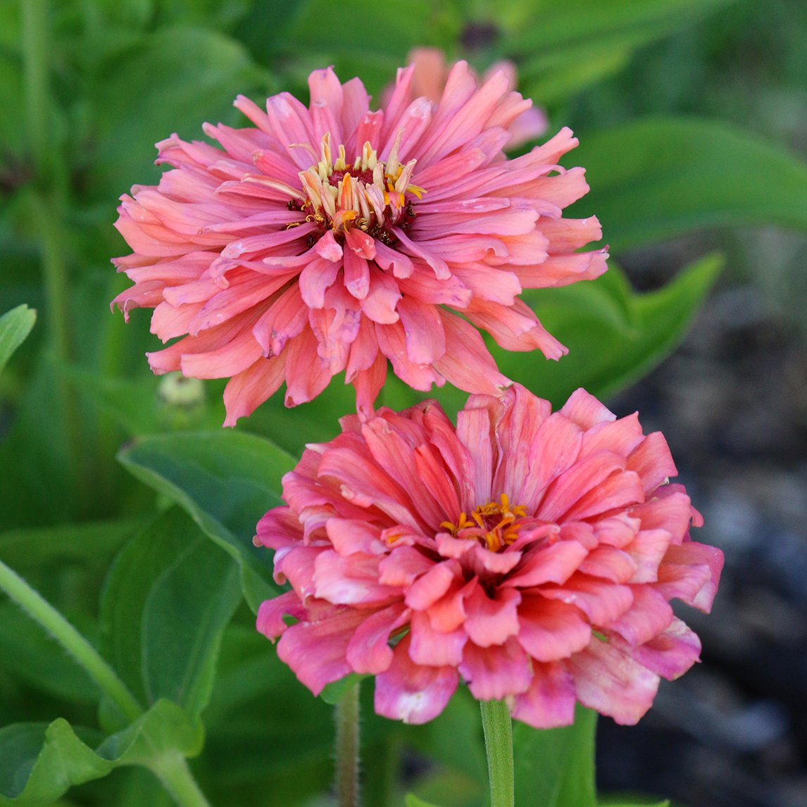 Zinnia 'Salmon Rose'