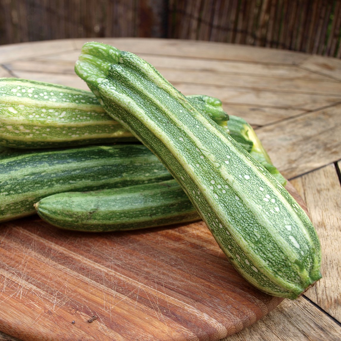 Zucchini &#39;Costata Romanesco&#39;